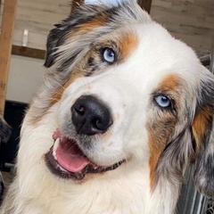 Darla - Bernese Mountain Dog