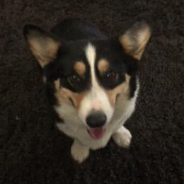 Pembroke Welsh Corgis and Shetland Sheepdogs from Bloxham Blue Shelties and Corgis