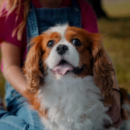 Bentley - Cavalier King Charles Spaniel