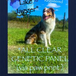 Australian Shepherd All Grown Up from K&A Farms