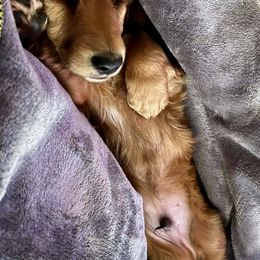 Dachshund Puppies from GypsyDox