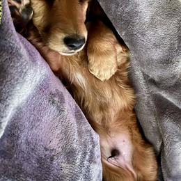 Dachshund Puppies from GypsyDox