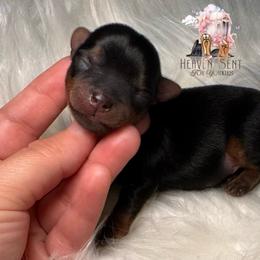 Toto - Black and gold male Yorkshire Terrier puppy in Riverside, California from Heaven_sent_toy_yorkies