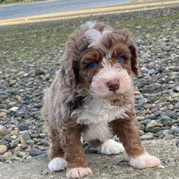 Jade - male Australian Mountain Doodle puppy in Port Orchard, Washington from Yukon Harbor Doodles