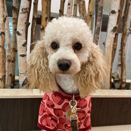 Maila - Poodle