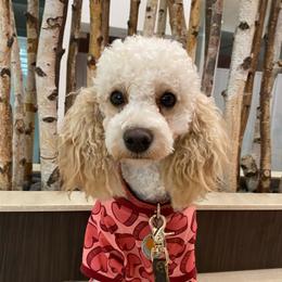 Maila - Poodle