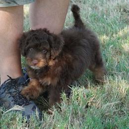 Reese RTM - Red tri-color male Aussiedoodle puppy in Lawton, Oklahoma from Lindsey’s Aussies