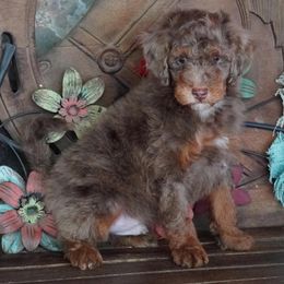Boy 2 - Red merle male Aussiedoodle puppy in Lawton, Oklahoma from Lindsey’s Aussies