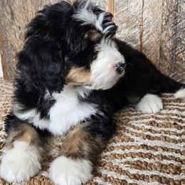 Bernedoodle, Goldendoodle, Poodle, and Sheepadoodle Puppies from Kerr Kanine Ranch