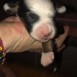 Tibetan Terrier Puppies from Rama Kha Tibetans