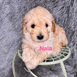 Aussiedoodle and Goldendoodle Puppies from West Coast Doodles