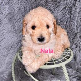 Aussiedoodle and Goldendoodle Puppies from West Coast Doodles