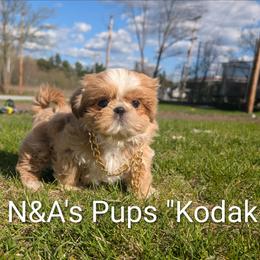Kodak - Cream and white male Shih Tzu puppy in West Pawlet, Vermont from Morgan's Shih Tzus