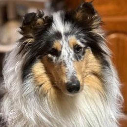 Star - Collie