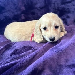 Hannah - Cream female Dachshund puppy in Memphis, Tennessee from River City Doxies