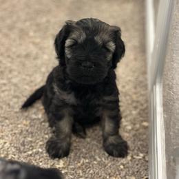 Clementine - Sable female Schnoodle puppy in Placerville, California from Rpuppies