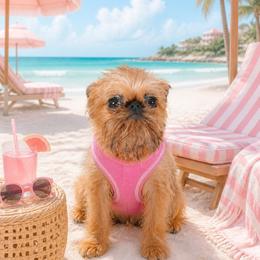 Brussels Griffon Puppies from Robin’s Griffons