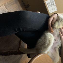 Goldendoodle and Golden Retriever Puppies from Mason Farm Goldens