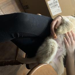 Goldendoodle and Golden Retriever Puppies from Mason Farm Goldens