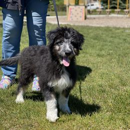 Aussiedoodle, Australian Shepherd, and Miniature Australian Shepherd Puppies from Amie's Aussies & Doodles