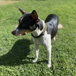 Rat Terriers from Mountain Top Rat Terriers