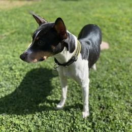 Rat Terriers from Mountain Top Rat Terriers