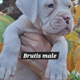 Brutis is an outgoing big beautiful boy. He is smart and loves to explore the play yard. He also loves to cuddle  and will snuggle right up with you given the opportunity. - White male Boxer puppy in Statesboro, Georgia, Georgia from Mischievous Boxers