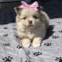 Katori - Chocolate merle female Pomeranian puppy in Inola, Oklahoma from My Bella’s Pomeranians