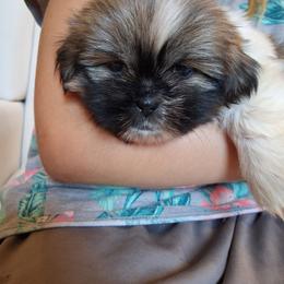 Scarlett - Brindle and white female Shih Tzu puppy in Lebanon, Pennsylvania from Stoney Acre Farms