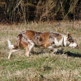 Sky - Border Collie