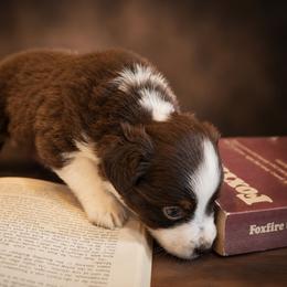 Benedict - Red tri male Miniature Australian Shepherd puppy in Macomb, Missouri from Faunus Farms and Aussies