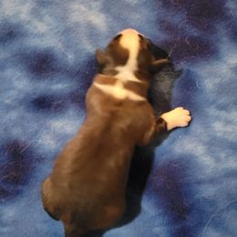 Chris Llewellyn - Brown and white male Saint Bernard puppy in Lowpoint, Illinois from Minnie's Majestic Saints