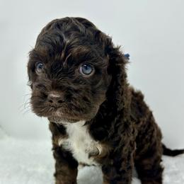 Blue collar boy - Brown and tan male Cockapoo puppy in Oologah, Oklahoma from Timber Hills Poodles and Doodles