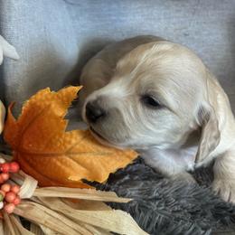 Dachshund Puppies from Buckwild Doxies