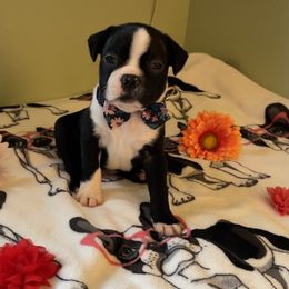Boston Terrier Puppies from Angie's Little Bostons