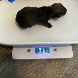 Slinky - Black and tan male Dachshund puppy in Park Hills, Missouri from Ozark Miniature Dachshunds