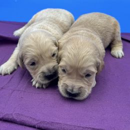 Boy 1 - Golden male Golden Retriever puppy in Spanaway, Washington from 11 Oaks Kennels