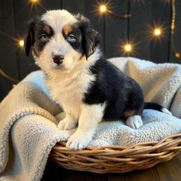 Hash Hendley - Black tri-color male Australian Shepherd puppy in Statesville, North Carolina from Charming Australian Shepherds
