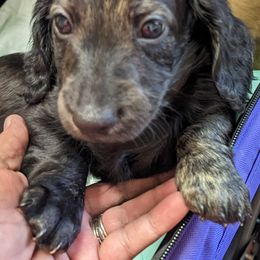 Boy 1 - Dachshund puppy in Homosassa, Florida from Foxies Doxies