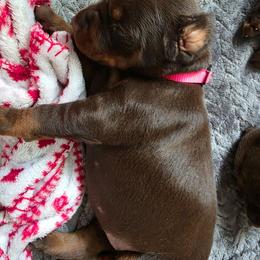 Female - Red and rust female Doberman Pinscher puppy in Anderson, Indiana from Legendary Kennels