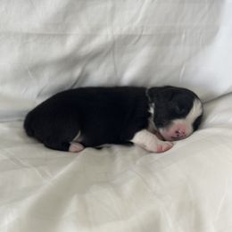 Australian Shepherd Puppies from William Vey