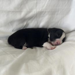 Australian Shepherd Puppies from William Vey