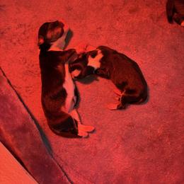 Tri girl 3 (big Bertha) - Black and tan female Pembroke Welsh Corgi puppy in Mountain View, Hawaii from Celtic Corgis