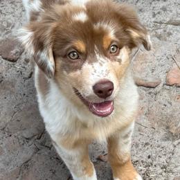 Bella - Red merle female Australian Shepherd puppy in Plant City, Florida from G2K9’s