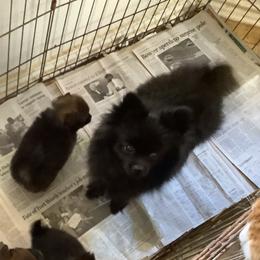 Bella - Pomeranian