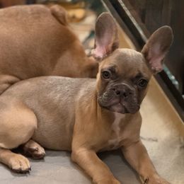 French Bulldog puppies from Furevermore Boxers and Furevermore Frenchies