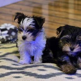 Yorkshire Terrier Puppies from Denny Farms Yorkies