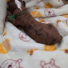 Margarita - Red merle female Aussiedoodle puppy in Lithia, Florida from Waterford Doodle Farm