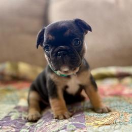 Bloom - Black and tan female French Bulldog puppy in Greeley, Colorado from Mandy Moon French Bulldogs