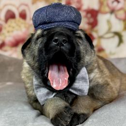 German Shepherd puppies from Von Bairdhaus